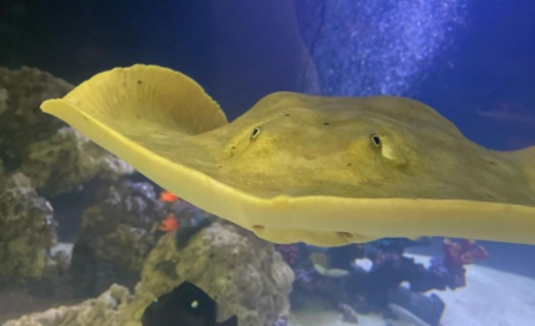 Gravidez de arraia sem contato com macho causa surpresa em aquário dos EUA; entenda (Reprodução Instagram - Via Folha de Pernambuco)